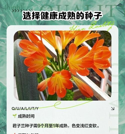 君子兰种子播种后多久能开花？