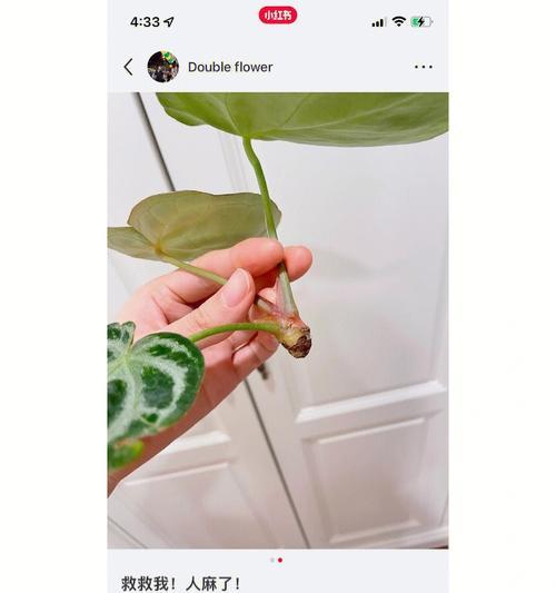 黑猴仙人掌无根侧芽的种植方法是什么？有哪些技巧？