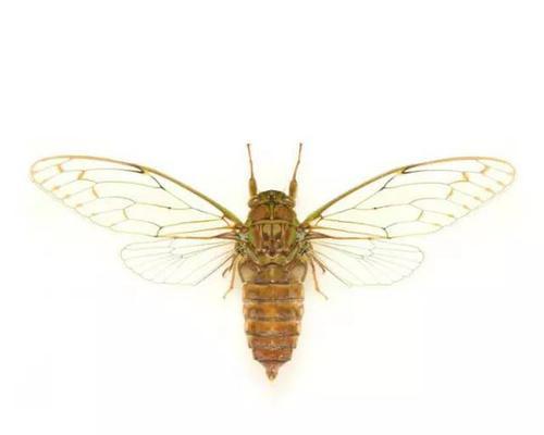 黑猴仙人掌无根侧芽的种植方法是什么？有哪些技巧？