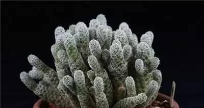 黑猴仙人掌无根侧芽的种植方法是什么？有哪些技巧？