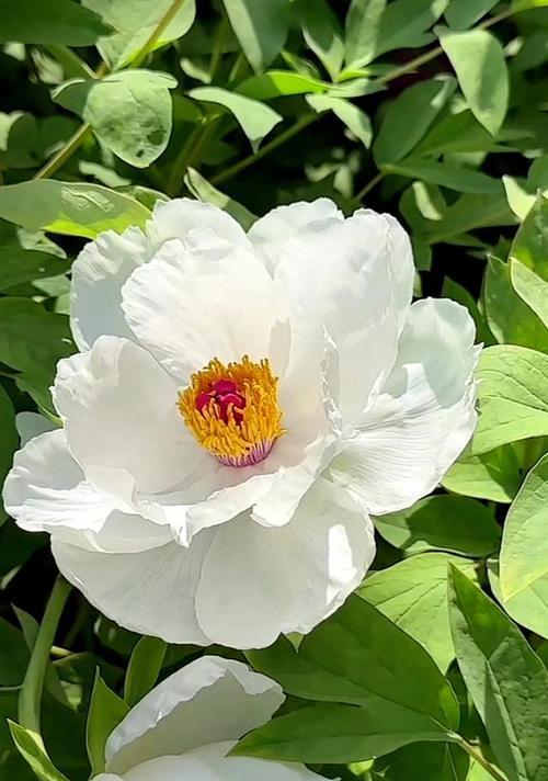 大洋洋牡丹花的养护方法是什么？如何保持其鲜艳的色彩？