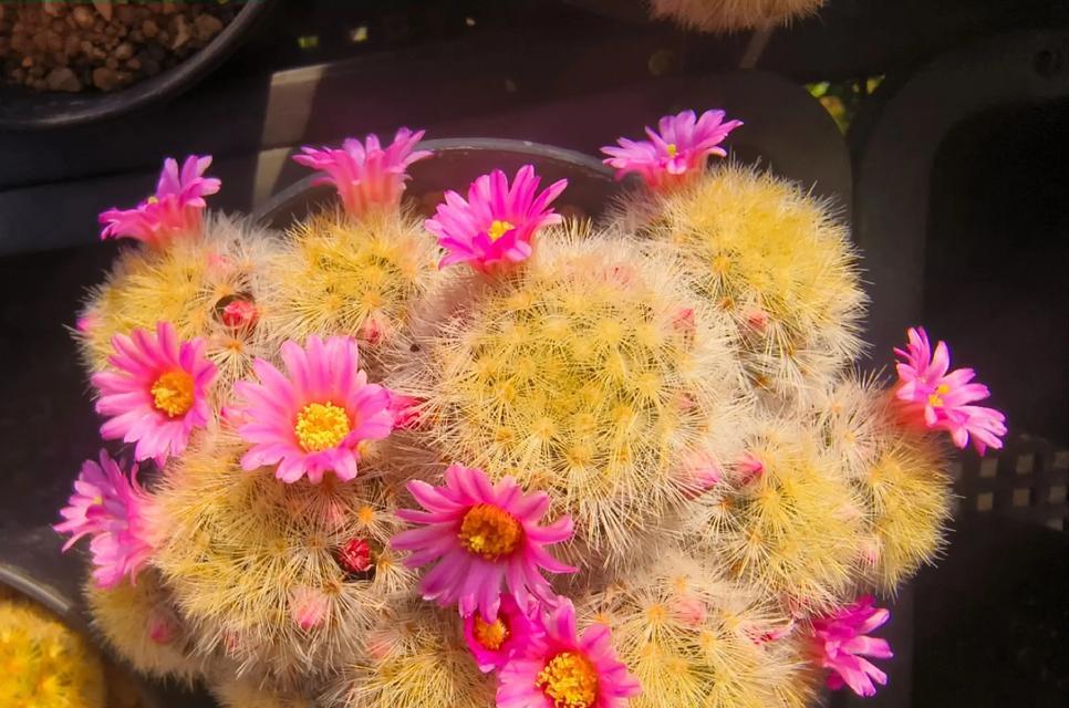圆形仙人球植物的特点是什么？它与其他仙人球有何不同？