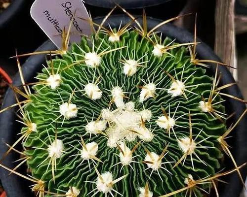 圆形仙人球植物的特点是什么？它与其他仙人球有何不同？