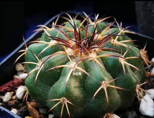 圆形仙人球植物的特点是什么？它与其他仙人球有何不同？