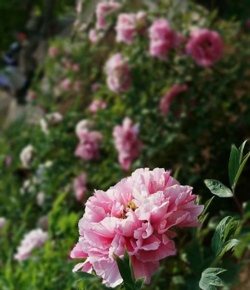 牡丹花与莎莎花的主要区别在哪里？