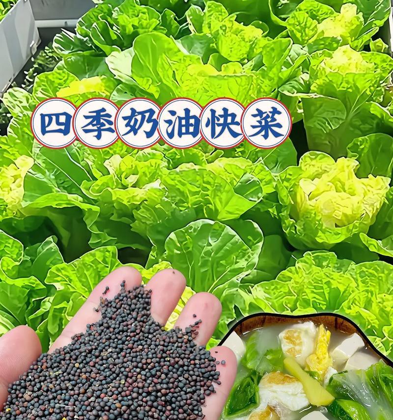 君子兰与油菜的区别在哪里？