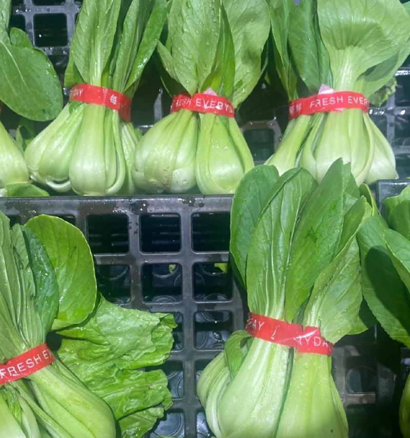 君子兰与油菜的区别在哪里？