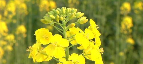 君子兰与油菜的区别在哪里？