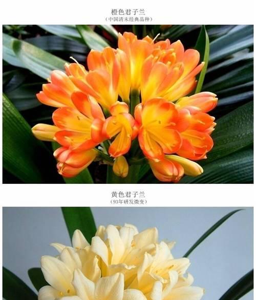 极品君子兰大苗的养护技巧有哪些？如何保持其极品状态？