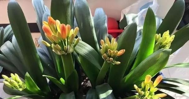 君子兰浇葱头水的效果如何？