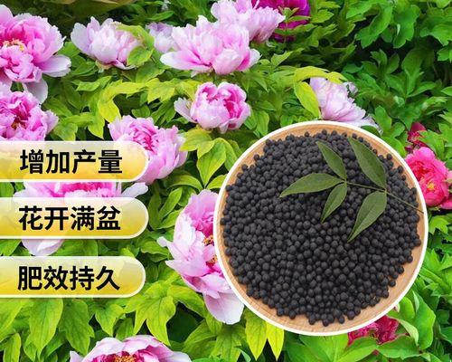 牡丹花施肥的注意事项是什么？如何正确施肥？