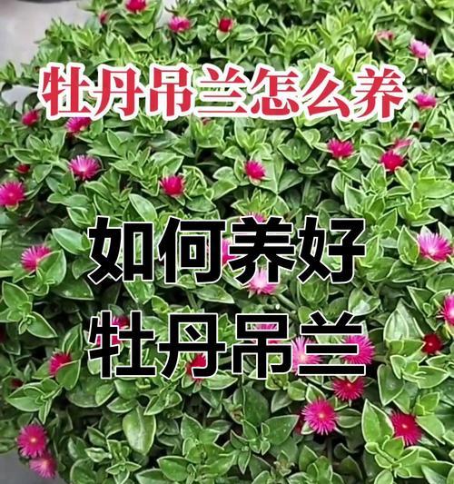 牡丹花施肥的注意事项是什么？如何正确施肥？