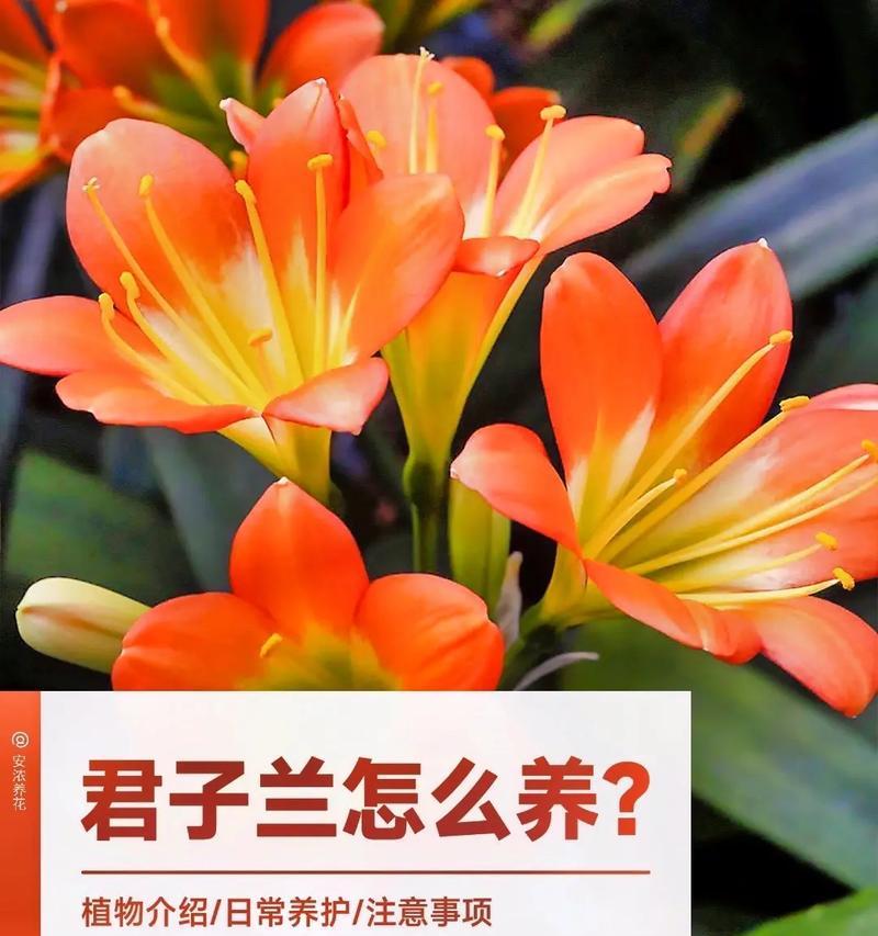 君子兰种子繁殖的可能性及原因是什么？