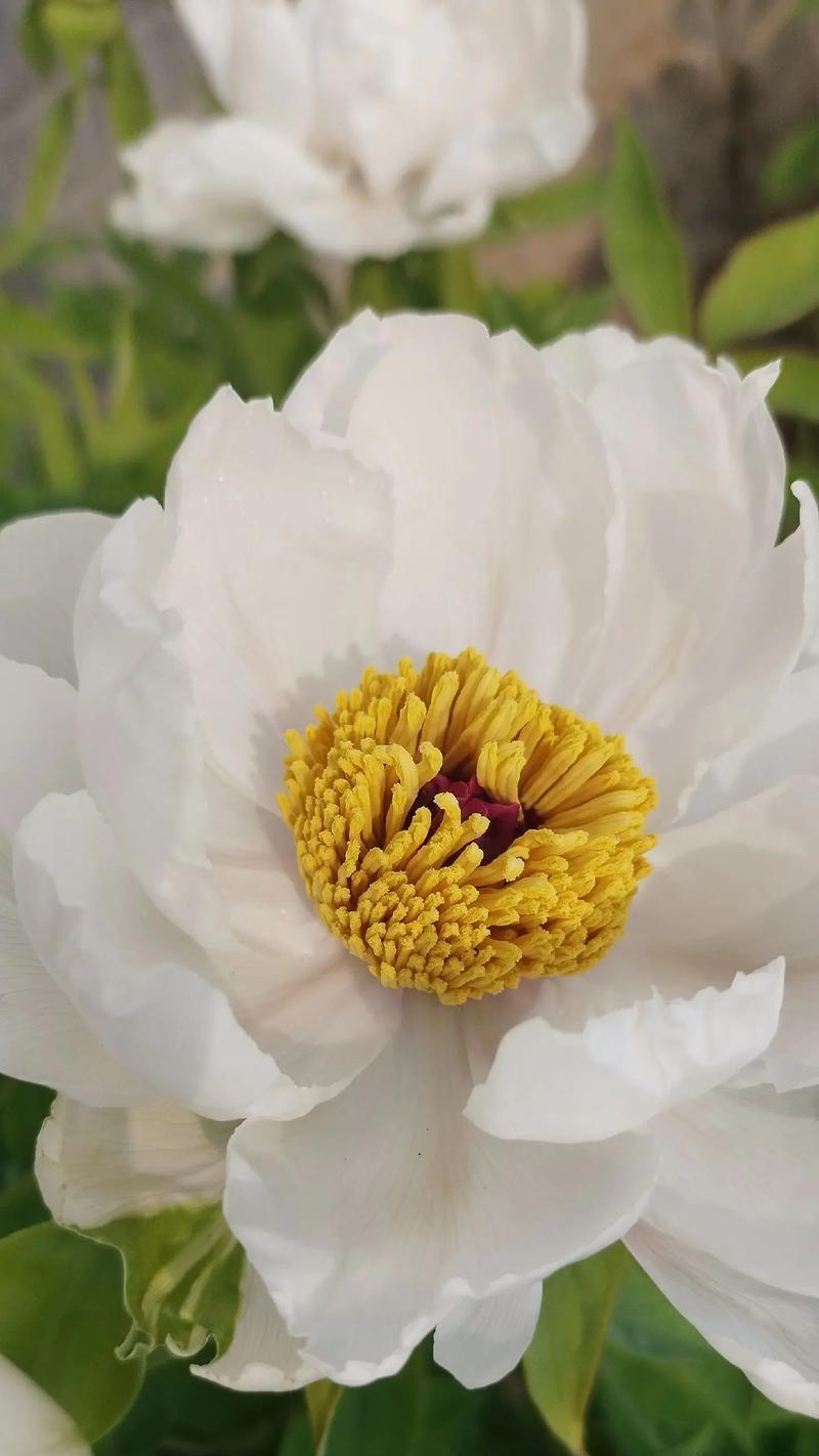 牡丹花发芽延迟怎么办？20天未发芽的原因是什么？
