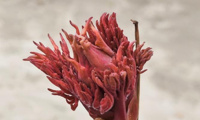 牡丹花发芽延迟怎么办？20天未发芽的原因是什么？