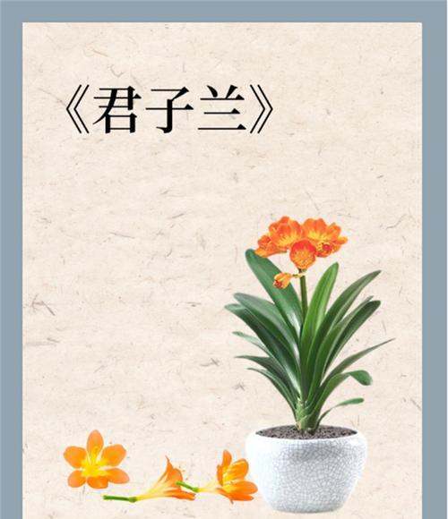 细叶黄花君子兰的开花时间是什么时候？