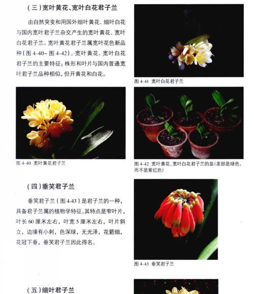 细叶黄花君子兰的开花时间是什么时候？