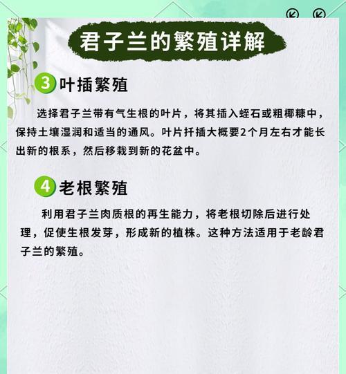 君子兰专用盆的使用和养护技巧是什么？