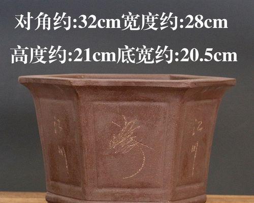 君子兰专用盆的使用和养护技巧是什么？