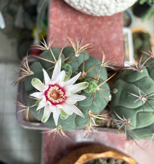 仙人球开花问题如何解决？