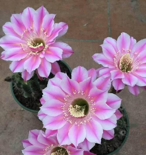 仙人球开花问题如何解决？
