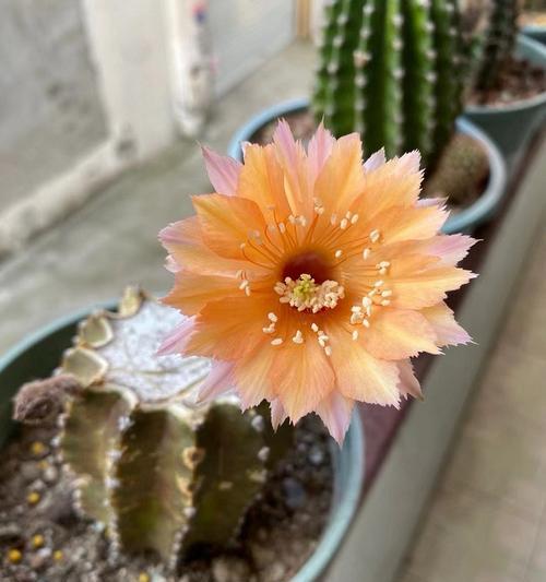 仙人球开花问题如何解决？