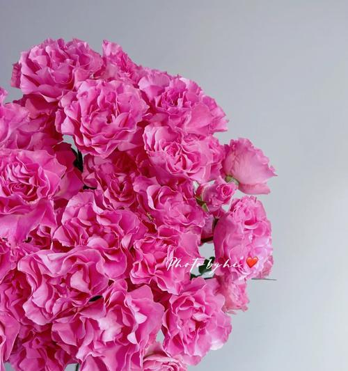 人鱼玫瑰花的养殖方法有哪些？如何正确养殖人鱼玫瑰花？