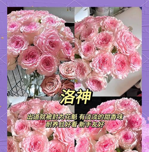 极地玫瑰花的养护要点是什么？