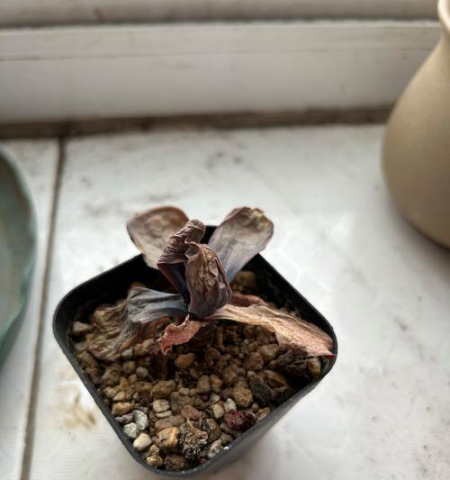 多肉植物冻伤的表现是什么？如何识别和处理冻伤的多肉？