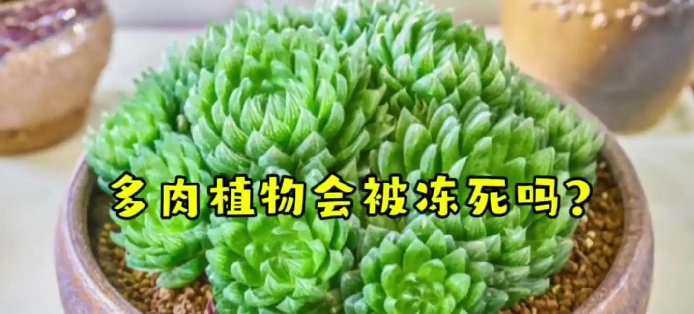 多肉植物冻伤的表现是什么？如何识别和处理冻伤的多肉？