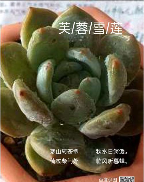 多肉植物冻伤的表现是什么？如何识别和处理冻伤的多肉？
