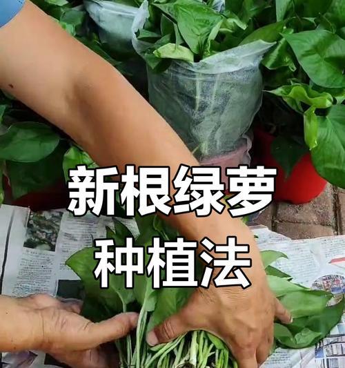 盆栽换土的正确步骤是什么？换土后盆栽如何管理？