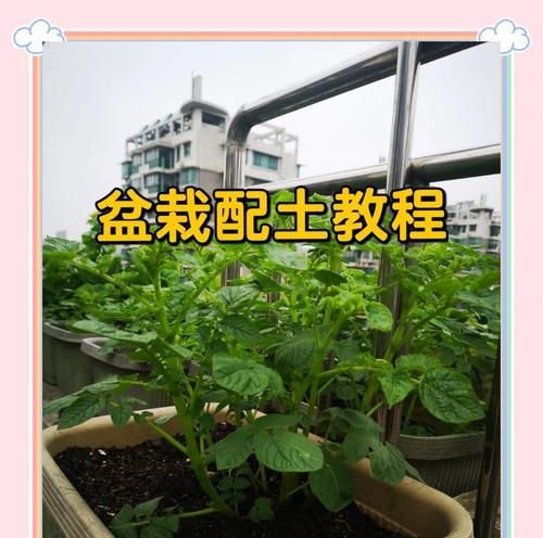 盆栽换土的正确步骤是什么？换土后盆栽如何管理？