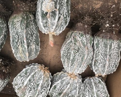 鸾凤玉的繁殖方法是什么？如何进行繁殖？