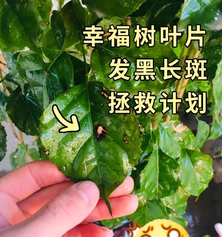 幸福树粘液怎么办？如何处理幸福树的粘液问题？