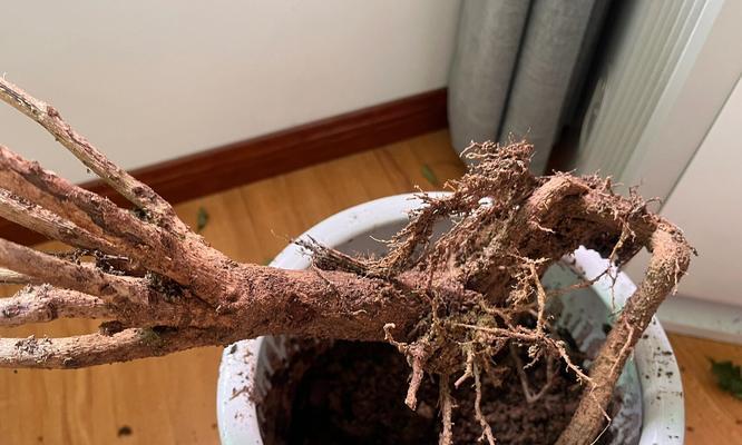 幸福树粘液怎么办？如何处理幸福树的粘液问题？