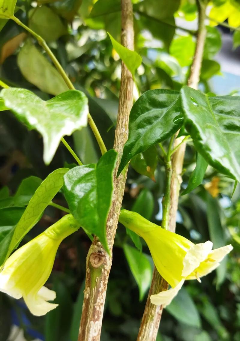 幸福树粘液怎么办？如何处理幸福树的粘液问题？
