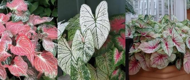 叶子花的养殖技巧有哪些？如何处理叶子花的常见问题？
