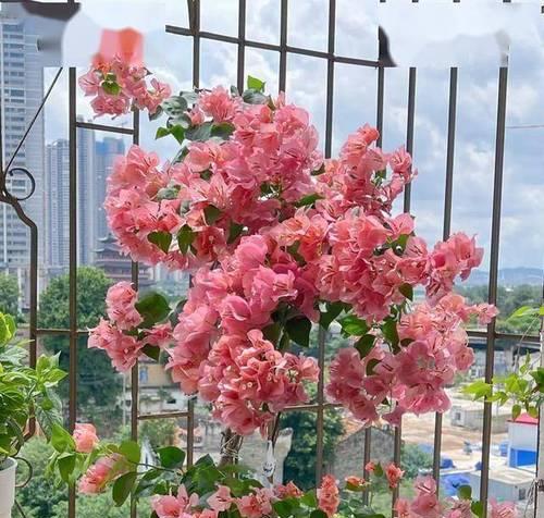 叶子花的养殖技巧有哪些？如何处理叶子花的常见问题？