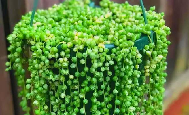 多肉植物的养殖方法有哪些？如何应对多肉植物的常见问题？