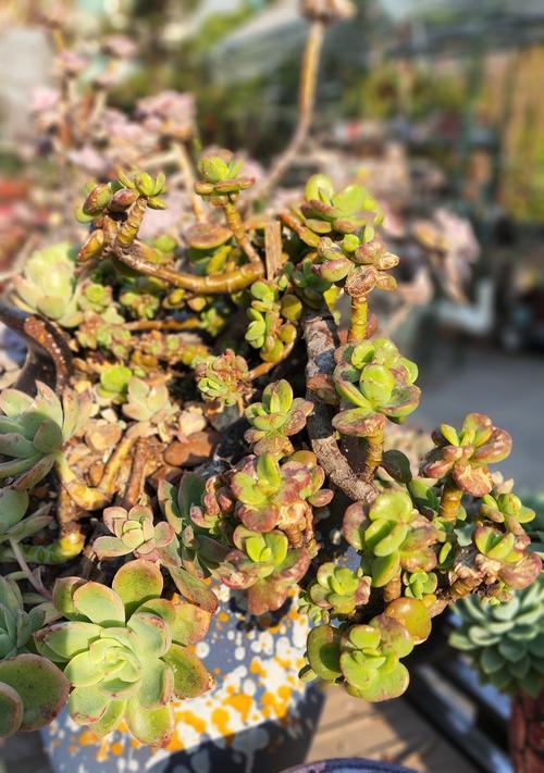 多肉植物的养殖方法有哪些？如何应对多肉植物的常见问题？