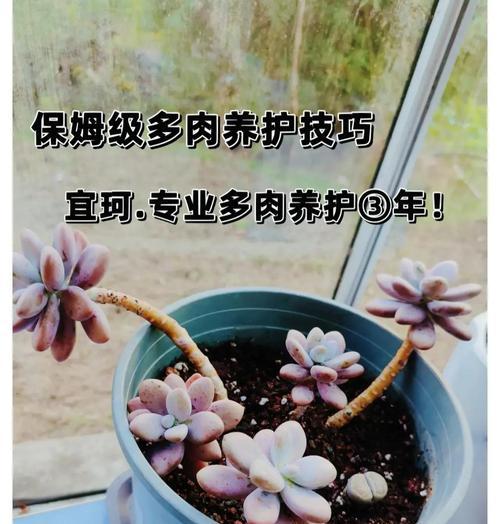 多肉植物的养殖方法有哪些？如何应对多肉植物的常见问题？
