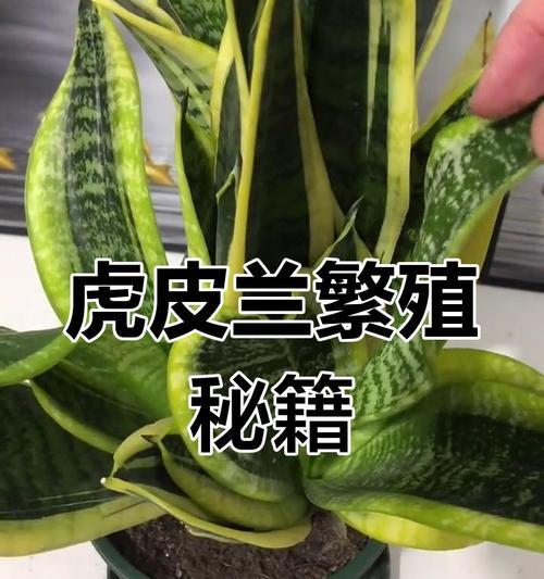 虎皮兰的繁殖方法有哪些？如何提高繁殖成功率？