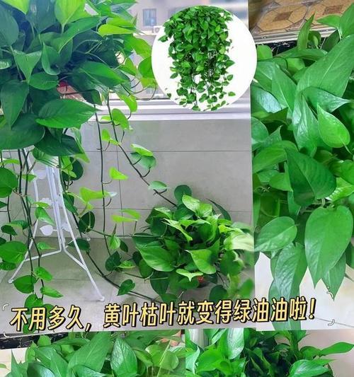 绿萝叶子裂开的原因和解决办法是什么？