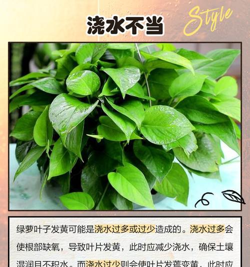 绿萝叶子裂开的原因和解决办法是什么？