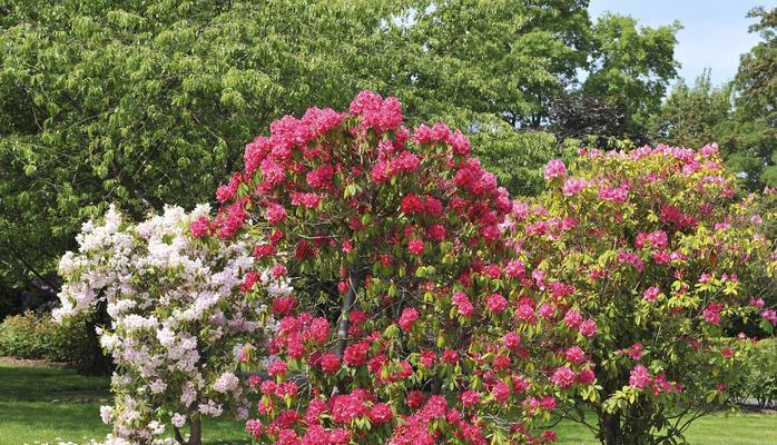 杜鹃花枝的正确养护技巧有哪些？怎样避免枝条枯萎？