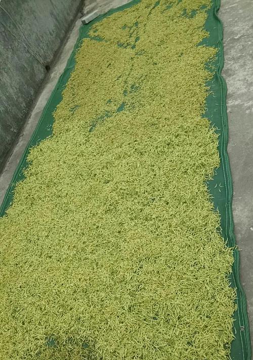 金银花生虫了怎么办？如何有效防治？