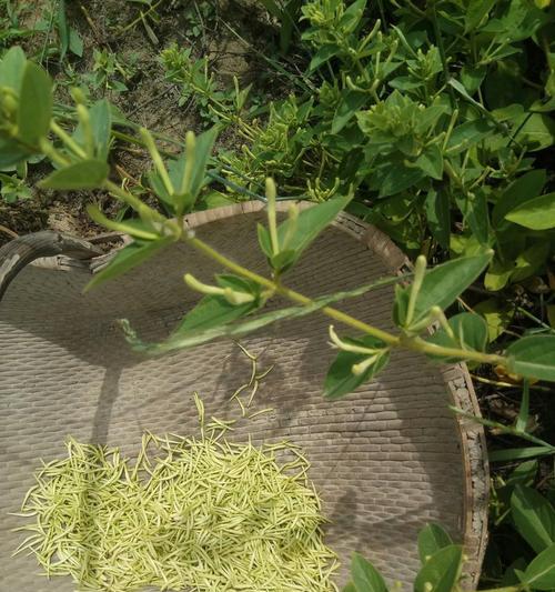 金银花生虫了怎么办？如何有效防治？