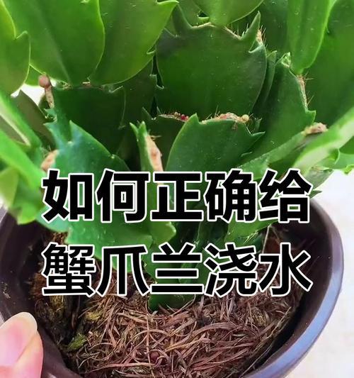 蟹爪兰如何换盆？换盆后多久可以浇水？