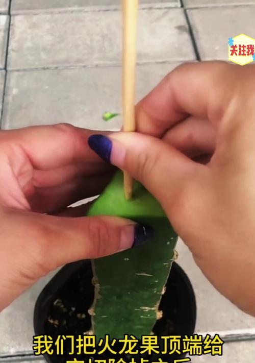 火龙果盆栽的正确浇水方法是什么？多久浇一次水合适？
